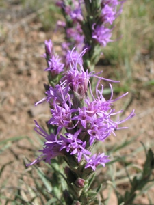 Liatris punctata