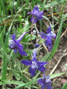 Delphinium nelsonii