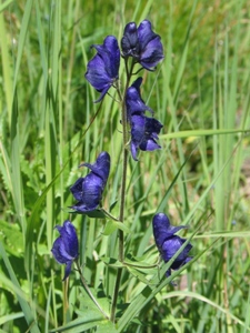 Aconitum columbianum