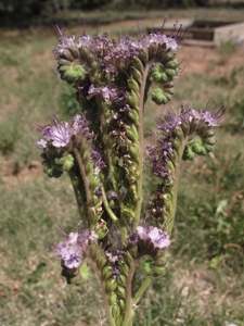 Phacelia spp.