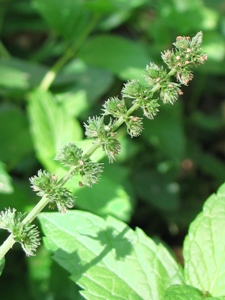 Mentha spicata