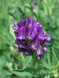 Medicago sativa