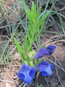 Scutellaria brittonii