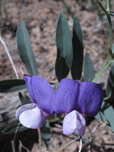 Lathyrus eucosmus