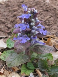 Ajuga reptans