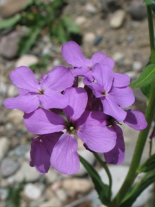 Hesperis matronalis