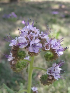 Phacelia spp.