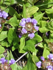 Prunella vulgaris