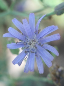 Lactuca spp.