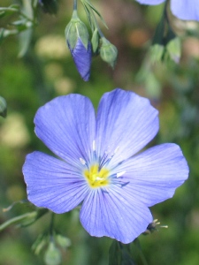 Linum lewisii