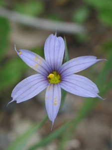 Sisyrinchium montanum