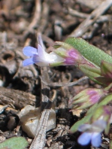 Collinsia parviflora