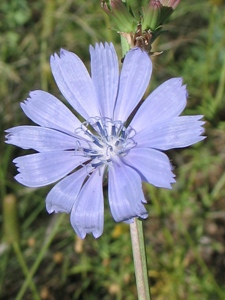 Cichorium intybus