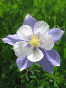 Aquilegia coerulea 