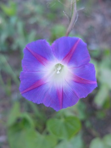 Ipomoea purpurea