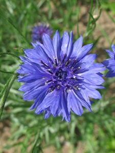 Centaurea cyanus