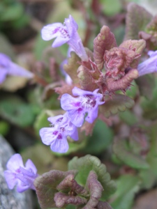 Glechoma hederacea