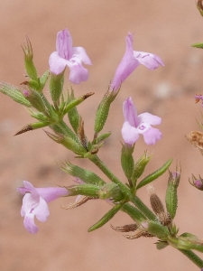 Hedeoma drummondii