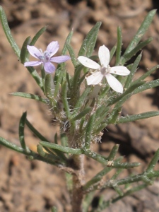 Ipomopsis pumila