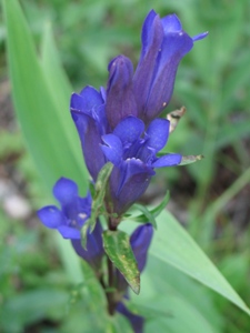 Gentiana & Gentianopsis spp.