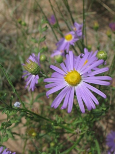 Dieteria & Symphyotrichum