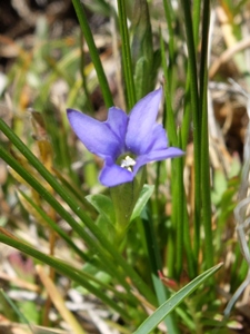 Gentiana prostrata