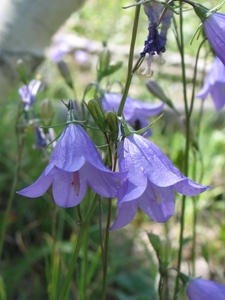 Campanula spp.