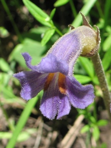 Orobanche uniflora