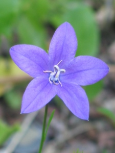 Campanula parryi