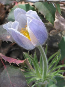 Pulsatilla nuttalliana