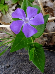 Vinca minor