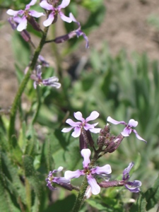 Chorispora tenella