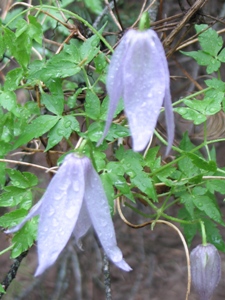 Clematis columbiana