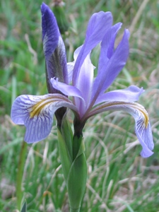 Iris missouriensis