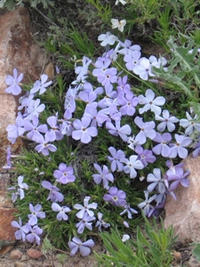 Phlox multiflora