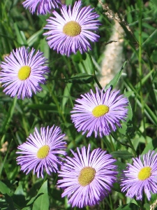 Erigeron spp.