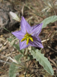 Solanum elaeagnifolium