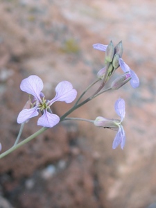 Hesperidanthus linearifolia