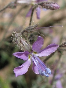 Ipomopsis spp.