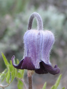 Clematis hirsutissima