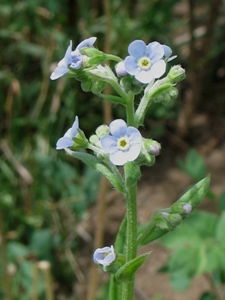 Myosotis scorpioides