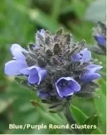Blue Round Clusters