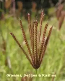 Grasses
