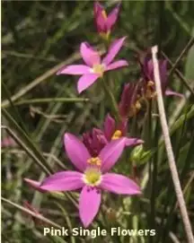 Pink Single Flower