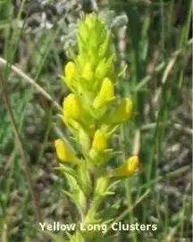 Yellow Long Clusters