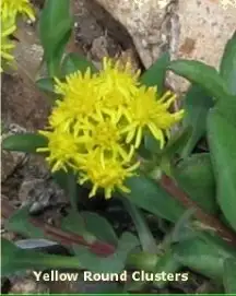 Yellow Round Clusters
