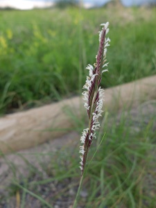 Spartina gracilis