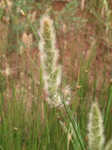 Polypogon monspeliensis