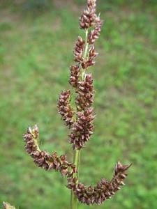 Echinochloa spp.