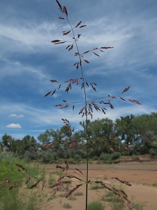 Calamagrostis canadensis